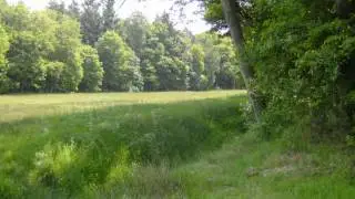 De bosbeek