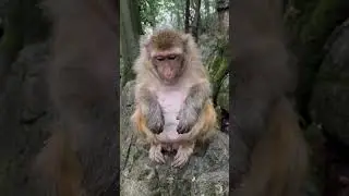 &ldquo;The Monkey King&rsquo;s reaction to century egg.&rdquo;  #cute #animals #monkey