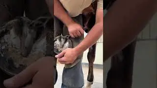 Hoof Repair & Stress-Free Trimming: A Calm Approach to Donkey Hoof Care part 2