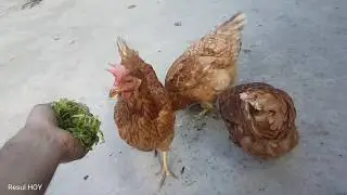 KÜMESİM YUMURTA DOLDU 😱 EVCİL LOHMAN TAVUĞU ALDIM