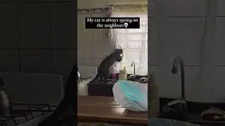 Cat spying on neighbors #viral #funny #kids #cat #meme #flop