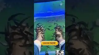 fish treatment।#shorts #facts #shortpants #viralvideo #trending
