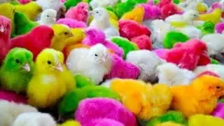 Amazing Desi Cute Baby Hen | Colorful Desi Chicks | Our Chicks