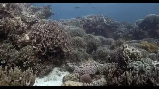 Plong&eacute;e aux Visayas (Philippines) - Diving to the Visayas (Philippines)  in 4K HDR