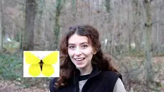 La chronique nature : le papillon citron