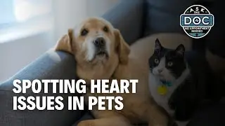 Protect Your Pet&rsquo;s Heart: Signs You Should Never Ignore | Ask The Doc