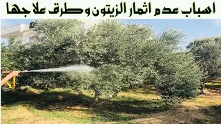 اسباب عدم اثمار الزيتون وطرق علاجها