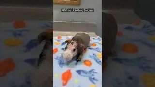 POV: me oil bathing my hairless Guinea pig