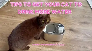 Tips to Get Your Cat to Drink More Water | Brown Cat
