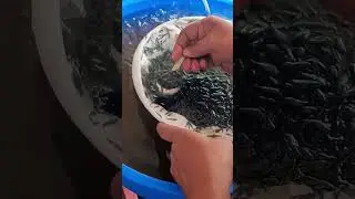 Tiger prawn new seeds #trending #tigerprawns #prawns #growth