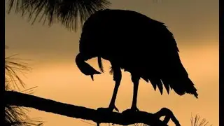 How To Find Turkey Roost Sites