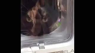 How to program a sureflap microchip cat flap in 10 seconds