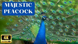 Peacock Dance Display In 4K | Opening Feathers | White Peacock | Peacock Sounds | Part-1 #peacock