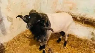 الحجام 🏆 في الماضي 🎥 أسطورة الربط 🇹🇳