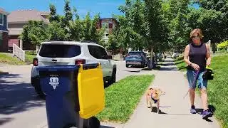Change Your Dog's Response to Fear