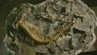 Evolution 3 Extinction, PBS Documentary
