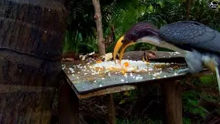 Hornbill Eating Rice & Fruit | Amazing Tropical Bird Feeding in Forest