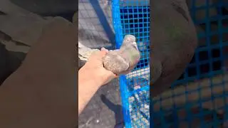 ORIGINAL BABA GURUDEV 👑🦅 Mz.9975143897 #zainkingpigeon #pigeon