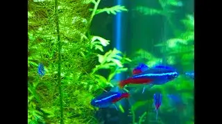 Neon Tetras in Low light planted 20 Gallon Tall!