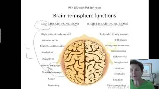 PSY 150 Corpus Callosum, Brain Hemispheres, and split brain