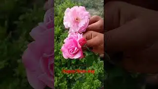 #Shorts #Happy rose day