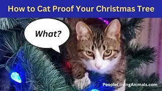 How to Cat Proof Your Christmas Tree - Keep Your Tree & Your CAT Safe! #christmastree #christmascats