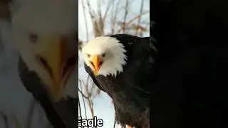 #eagles #birds #birdsong #eagle #wildlife #nature #birdslover #grayeagle #birdsounds #whiteeagle