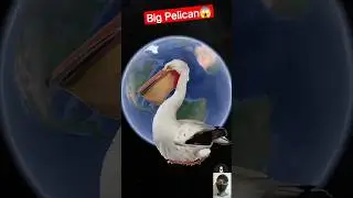 Big Pelican On Google Earth 😱 #shorts #youtubeshorts #viralshort #pelicans