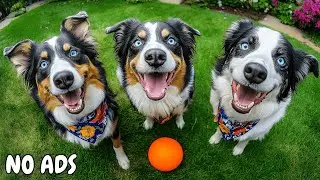 Dog TV на 24 Часа для Собак 🐶 Успокаивающая Фоновая Музыка для Спокойных и Счастливых Собак 🐾 Без Ре