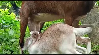 Mother Goat Calling its Children to drink milk