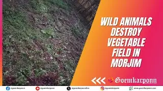 Wild Animals Destroy Vegetable Field in Morjim; Farmer Seeks Help
