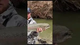 Sure do love steelhead fishing! #nature #outdoors #flyfishing #fishing #angler #steelhead #erie #pa