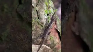 රළු අං කටුස්සා (පිරිමි සතා) Ceratophora aspera