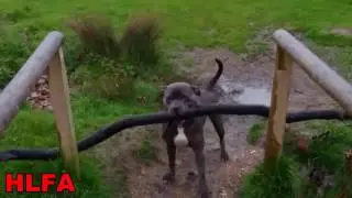 Funny Dog Fails Compilation 2017   Dogs with sticks version