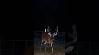 Trail Camera White Tail Bucks in Velvet #38