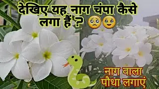 नाग चंपा का पौधा आसानी से घर में लगाएं | How to Grow and Care Nag Champa in our Garden | #nagchampa