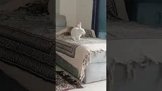 Comment your bunny name 🐇🤗 #youtubeshorts #trendingshorts #shortsfeed #rabbit #swaggerbrothers07
