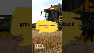 Seminte grau prebaza, HAMBAR. CSF Compania Seminte Fundulea
