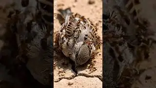 &ldquo;Shocking Power of Ants &ndash; Carrying a Sparrow to Their Nest&rdquo;