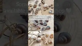 Snail Shell Treasures | Nature&rsquo;s Finds for Crafts & Decor  #SnailShells #NatureTreasures #EtsyShop