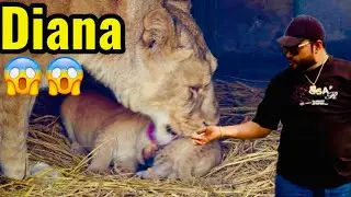 Alanso ki friendship with lions😱Diana nay apnay babies chupa diay😳(Mian saqib)