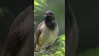 Streak-eared Bulbul Bird Sound &mdash; Clear Call Recording (Pycnonotus blanfordi) #birdsounds  #birdcall