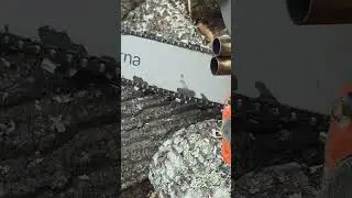 Husqvarna 372xp 🔥..#chainsaw #husqvarna #logging #forestry #forest #lumberjack #mountain #wood #tree