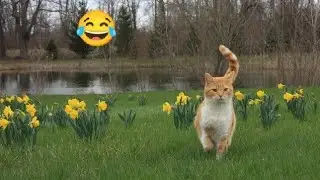 Cats Being SUPER Dramatic 😂 Funny Cat Videos 2025