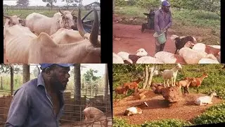 Mixed animal Farming -  Pig, Cow, Sheep and Goat farming
