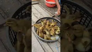 Collected New Born Ducklings in our Farmhouse