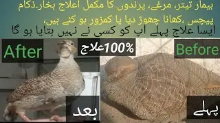 Teetir Murgy Birds ka ilaj Bukhar Diarrhea | The Science Behind Bird Treatments for Fever and Diarrh