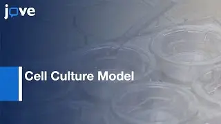 Cell Culture Model of Resistance Arteries | Protocol Preview