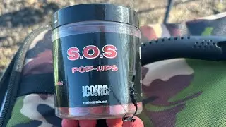 Can this bait catch carp?