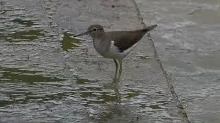 Green Sandpiper & Common Sandpiper